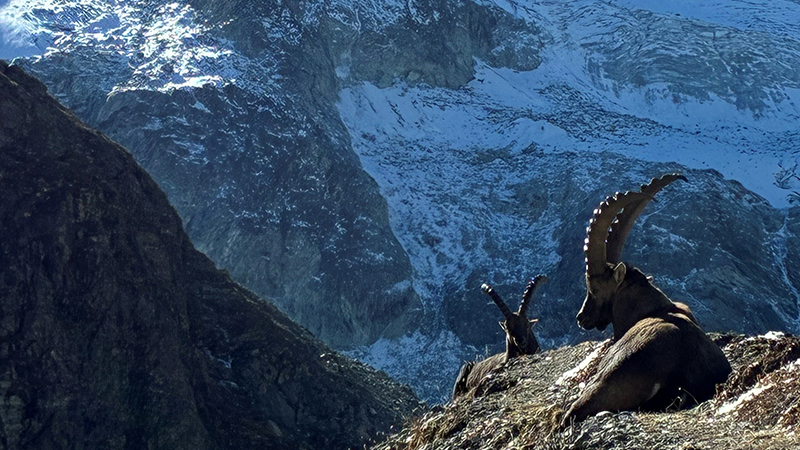 Alpine Evasion, randonnées guidées - Suisse