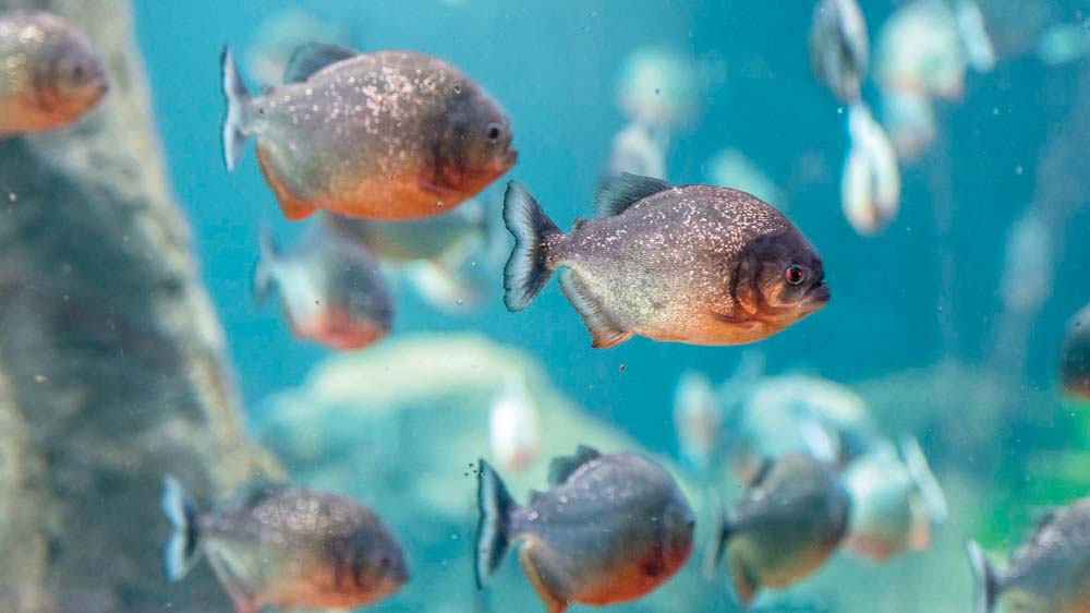 Magic Pass Aquatis Aquarium Vivarium Lausanne